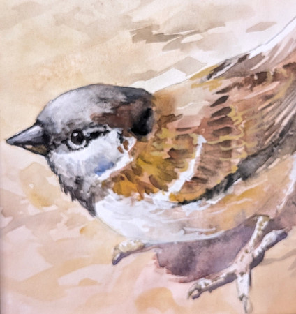 Sparrow WC